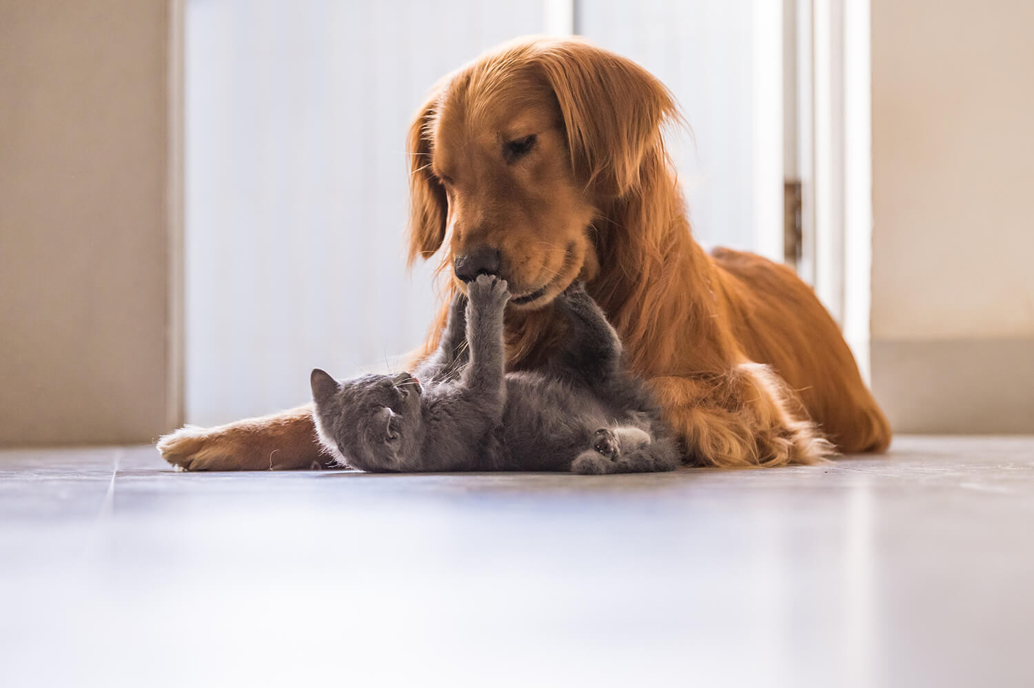 Hond en kat kliniek dieren utrecht